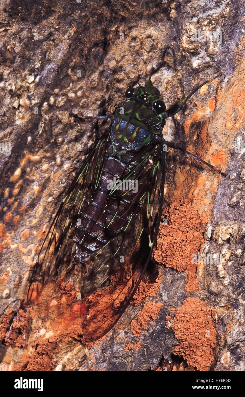 Cicada. Castle Rock, Karnataka, India. Stock Photo