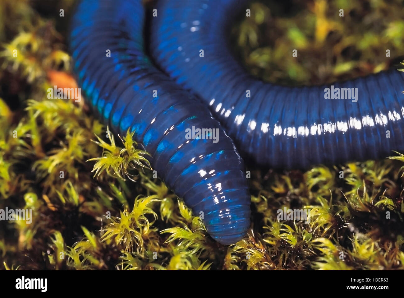 Iridescent earthworm. Close up. Seen at approximately 10, 000 feet above sea level. Arunachal Pradesh, India. Stock Photo