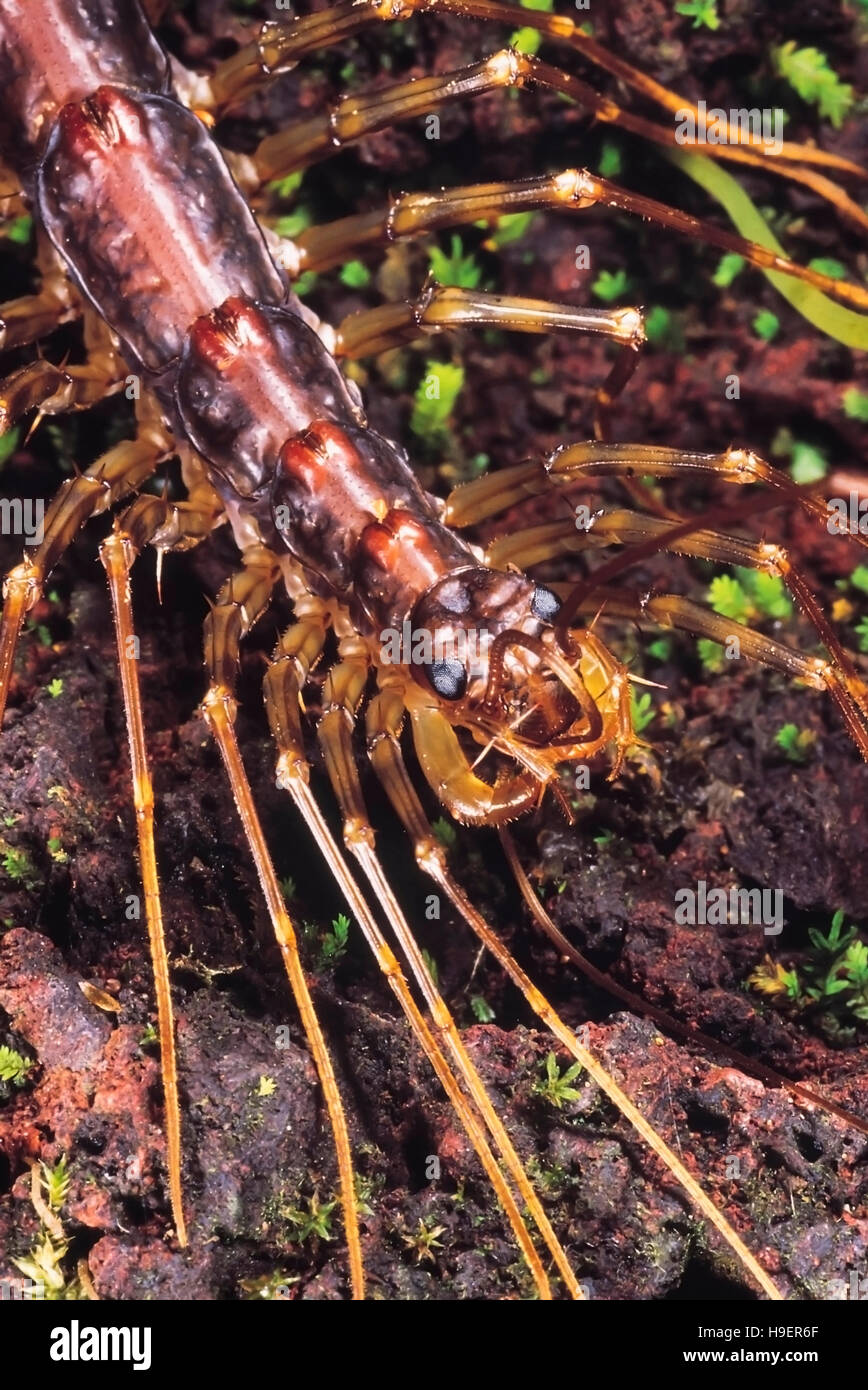Scutigera. Long legged centipede. The antennae and compound eyes are clearly visible. Koyna, Maharashtra, India. Stock Photo
