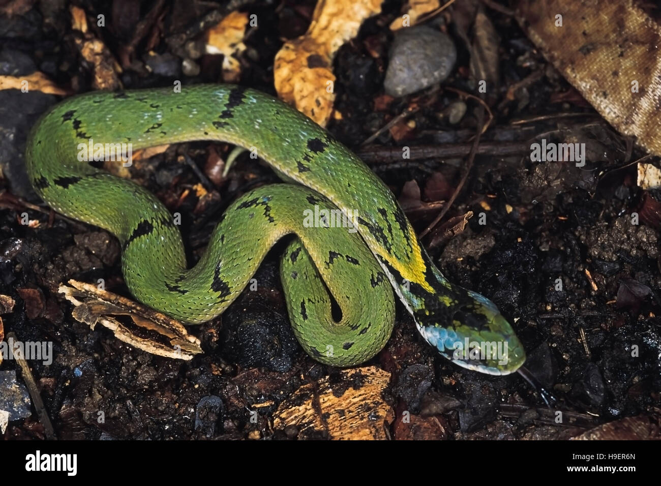 Macropisthodon Plumbicolor. Juvenile Grass snake. Non venomous. Pune, Maharashtra, India. Stock Photo