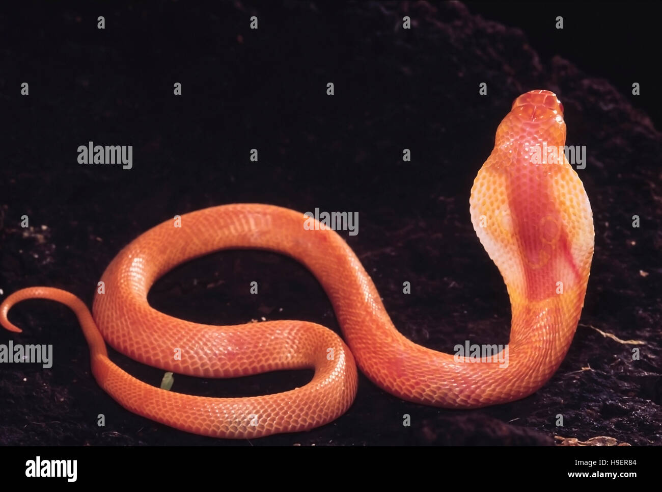 Naja Naja. Albino Cobra. Venomous. Katraj Snake Park, Pune, Maharashtra, India. Stock Photo