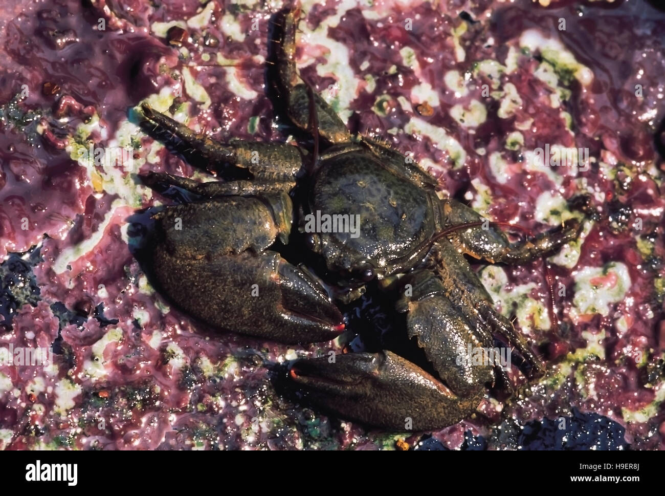 Porcelain crab. Goa, India Stock Photo