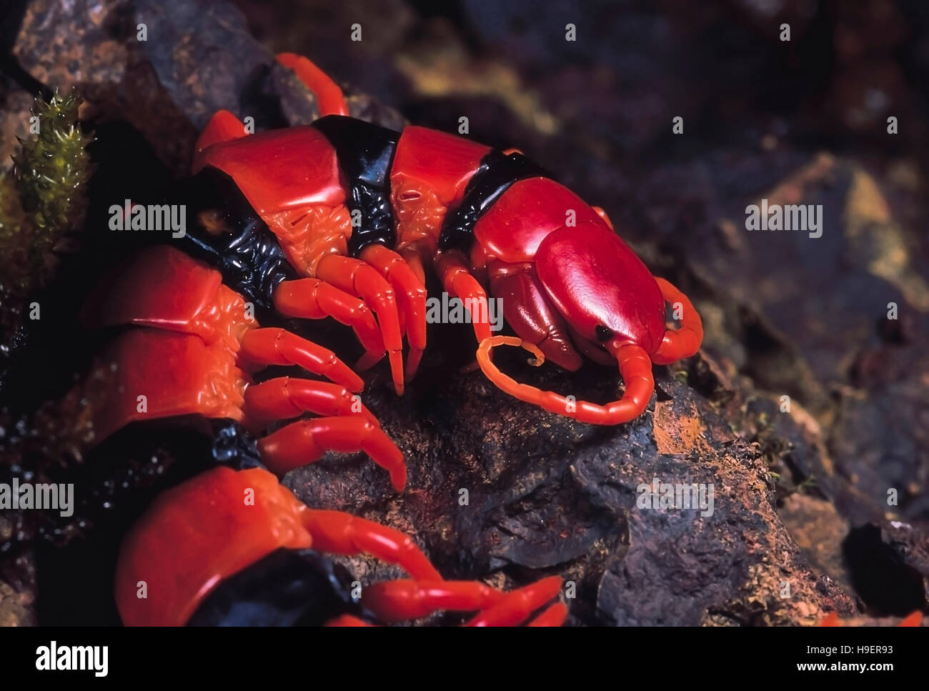 Scolopendra. Centipede. Close up. Castle Rock, Karnataka, India. Stock Photo