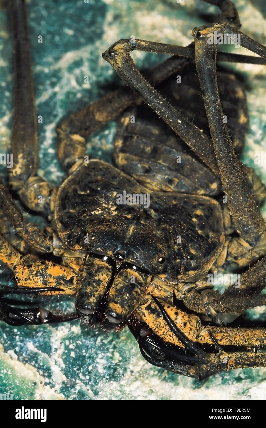 Amblypygid Phrynichus Phipsoni. Rarely available. Castle Rock, Karnataka, India. Stock Photo