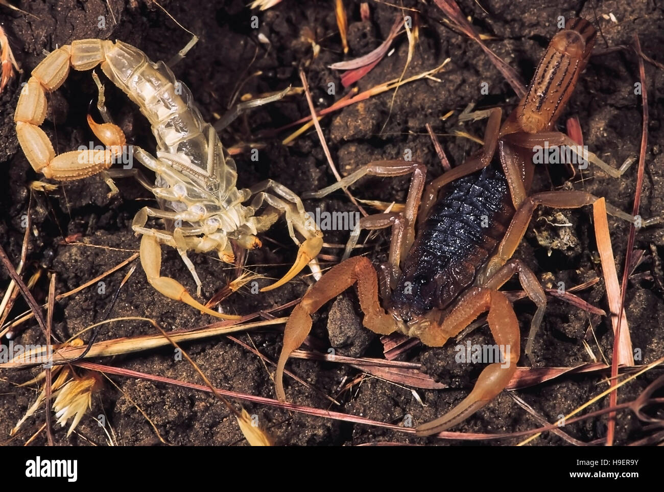 Mesobuthus Tamulus Tamulus. Indian red scorpion. Scorpion with moult. Maharashtra, India. Stock Photo