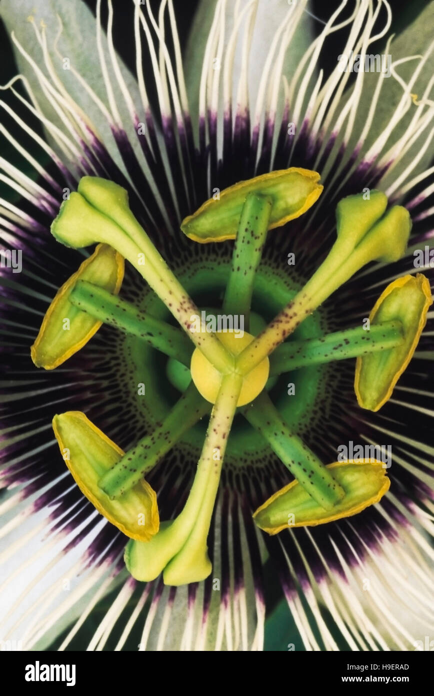 Passion flower. Close up. Maharashtra, India Stock Photo Alamy