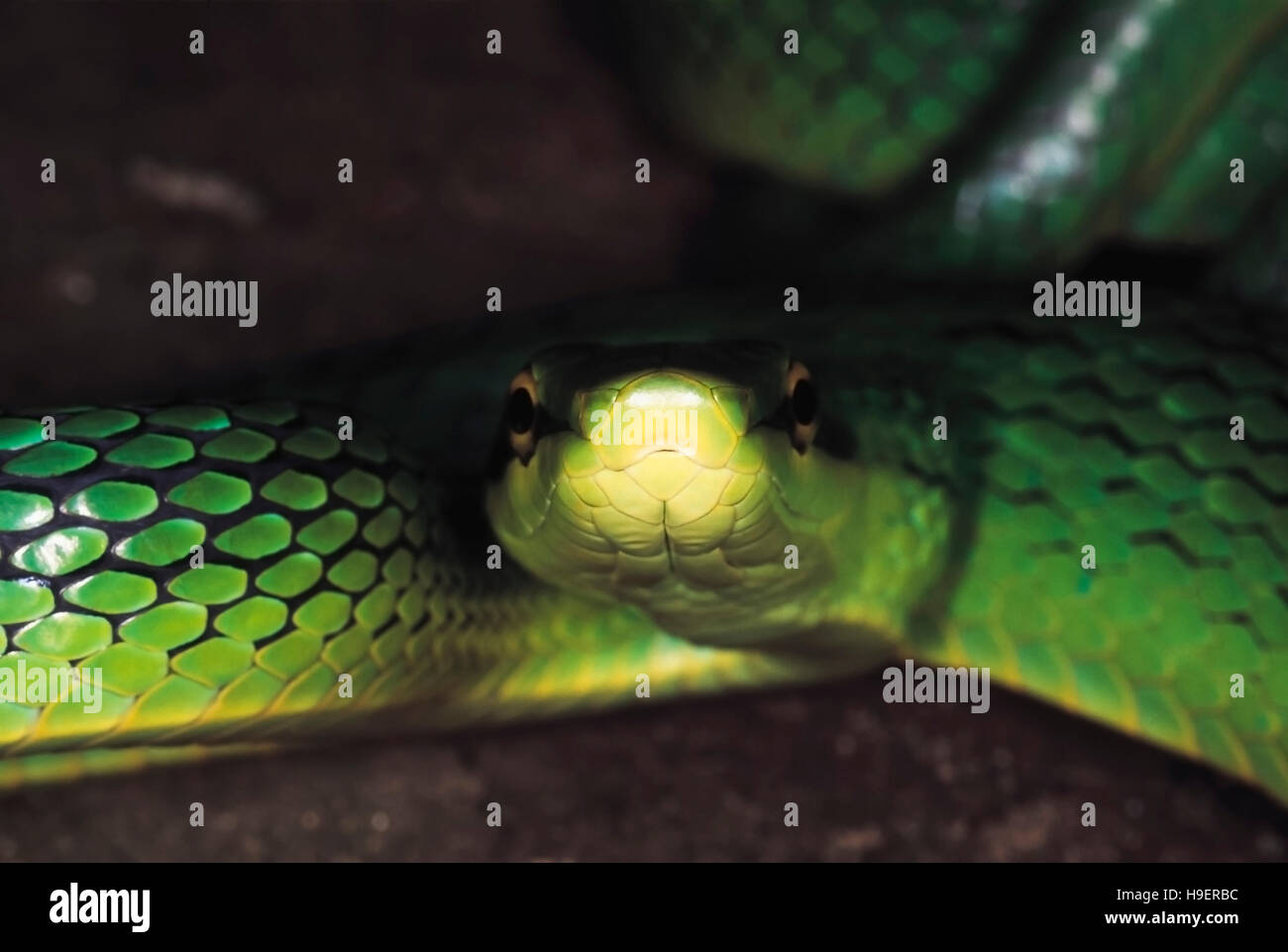 Elaphe Frenata Green Tree Racer Non Venomous Rare Arunachal
