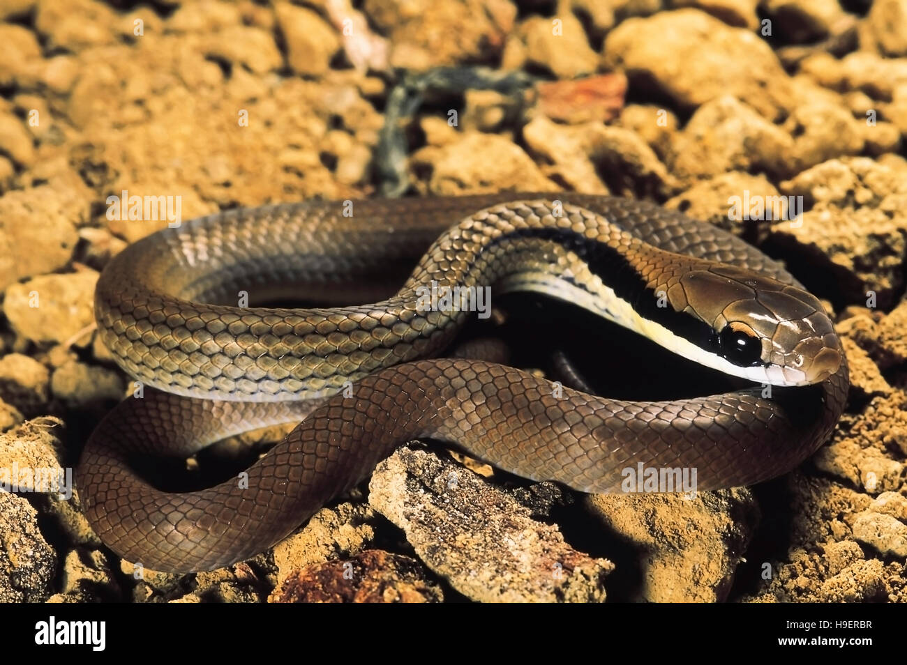 Liopeltis Frenatus. Stripenecked snake. Non venomous. Arunachal Pradesh, India. Stock Photo