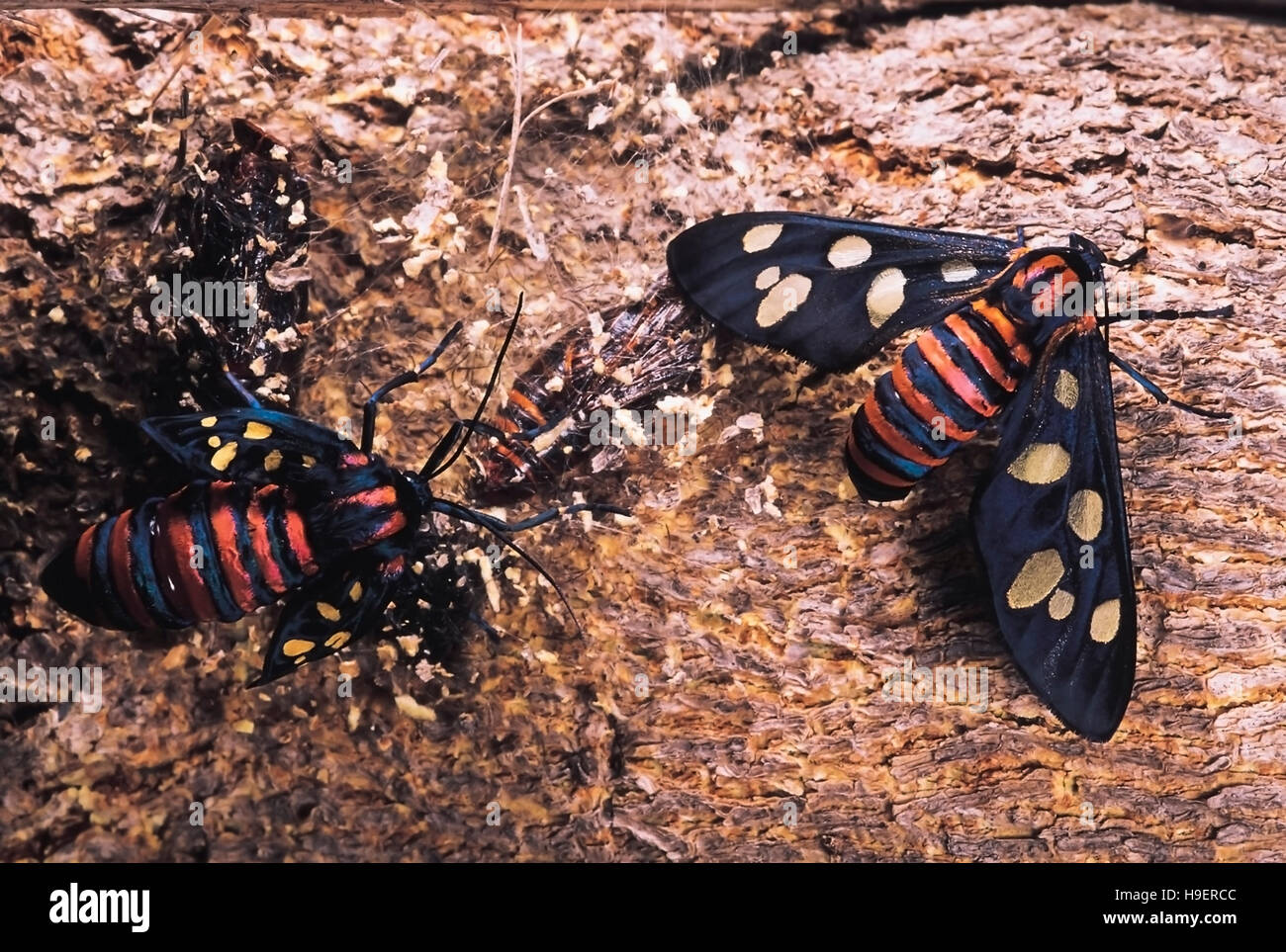 Sixspotted moths. The moth on the right has just emerged from its pupa. Maharashtra, India. Stock Photo