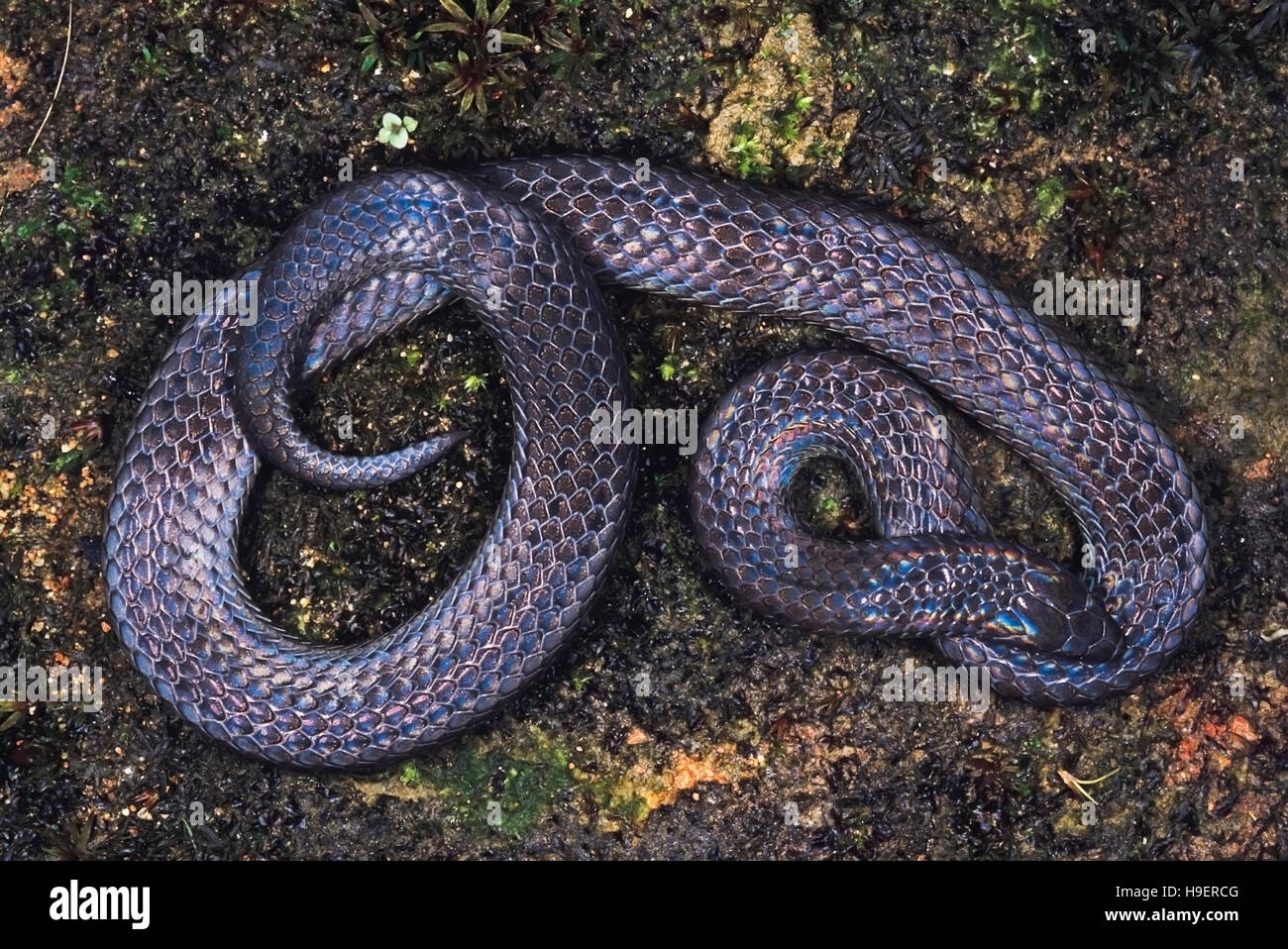 Blythia Reticulata. Iridescent snake. Non venomous. Rarely available. One of the few images of this snake. Arunachal Pradesh, India. Stock Photo