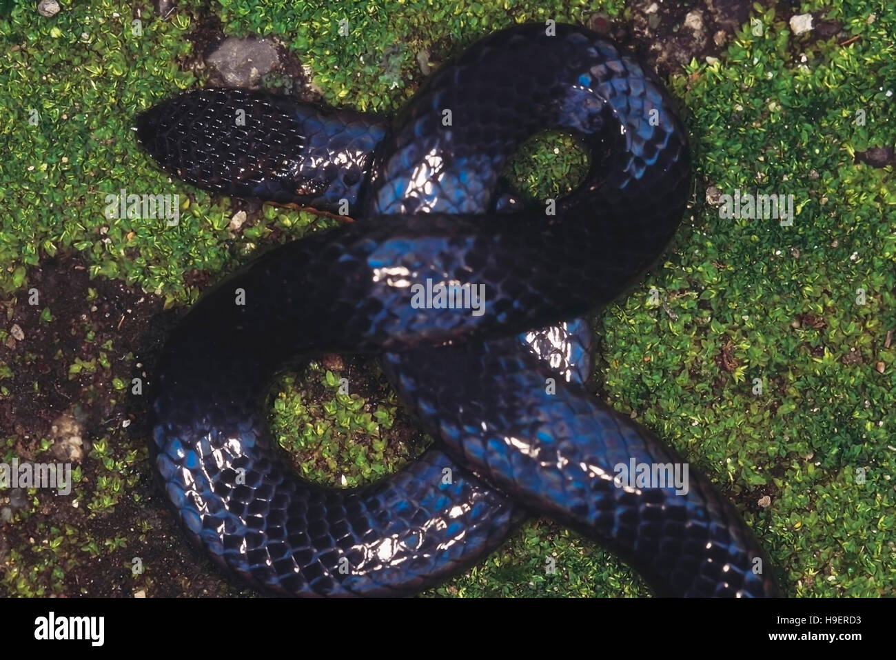 Uropeltis Macrolepis. Shieldtail. Non venomous. Rarely available. The truncate tail tip is clearly visible. Maharashtra, India. Stock Photo