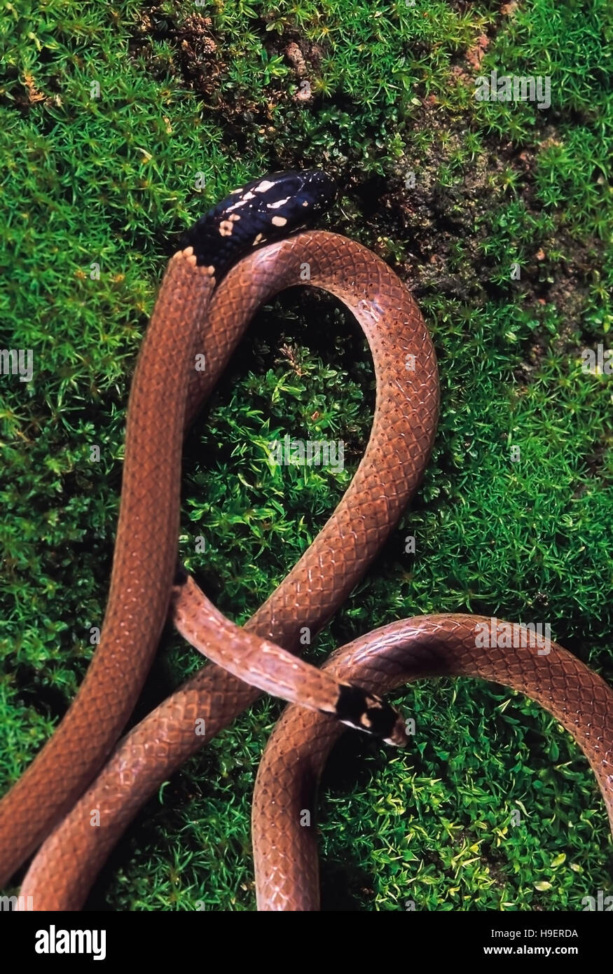 Calliophis Melanurus. Slender Coral snake. Venomous. Rarely available