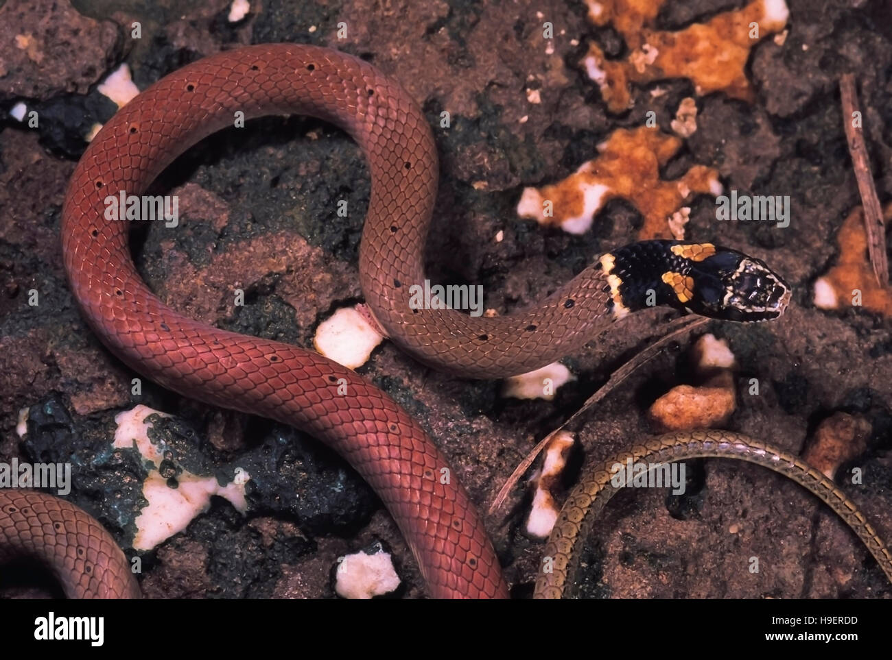 DUMERIL'S BLACK-HEADED SNAKE Sibynophis subpunctatus. Head and neck. Non venomous. Rarely available. Specimen from Pune, Maharashtra, India.. Stock Photo