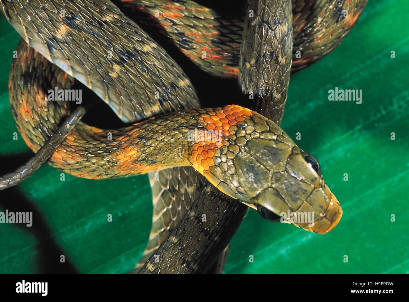 Rhabdophis Himalayanus. Himalayan Keelback. Venomous. Note the nuchal