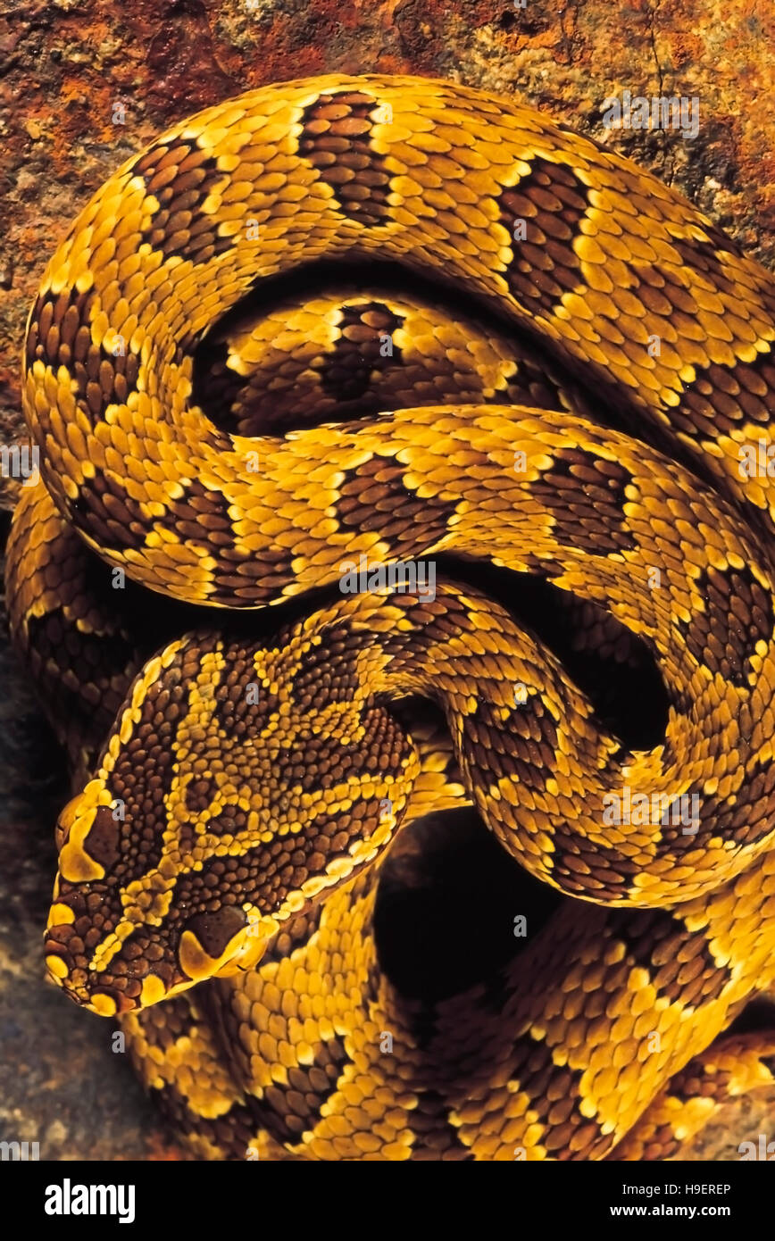 Protobothrops Jerdoni. Jerdon's Pit Viper. Venomous. Rarely available. Arunachal Pradesh, India. Stock Photo