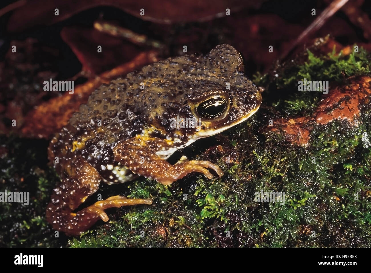 Bufo Koynaensis. Koyna toad. Rarely available. Thought to be extinct for several years. Maharashtra, India. Stock Photo