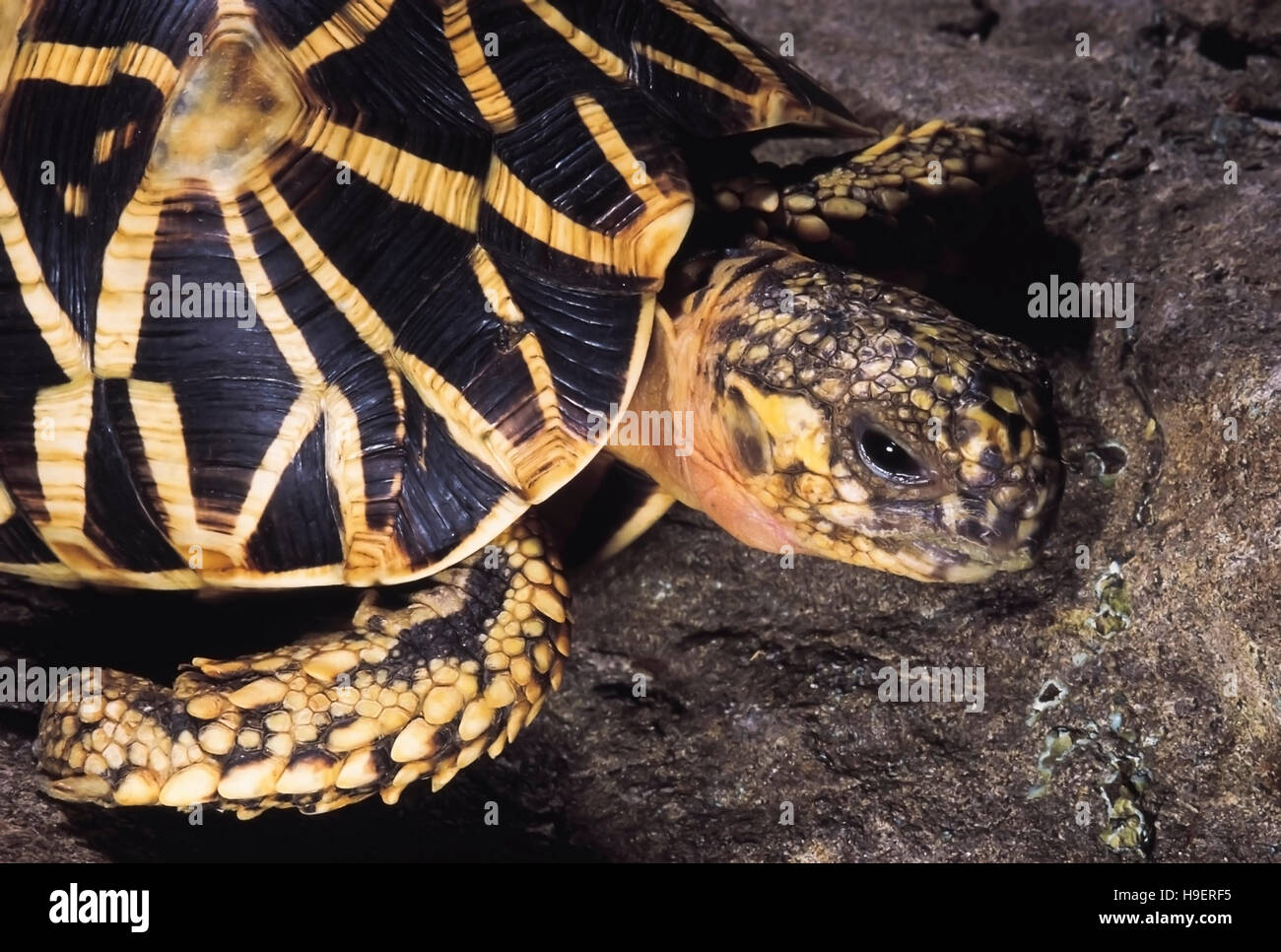 Geochelone elegans ( Schoepff, 1795) Indian Star Tortoise. Katraj Snake Park, Pune, Maharashtra, India. Stock Photo