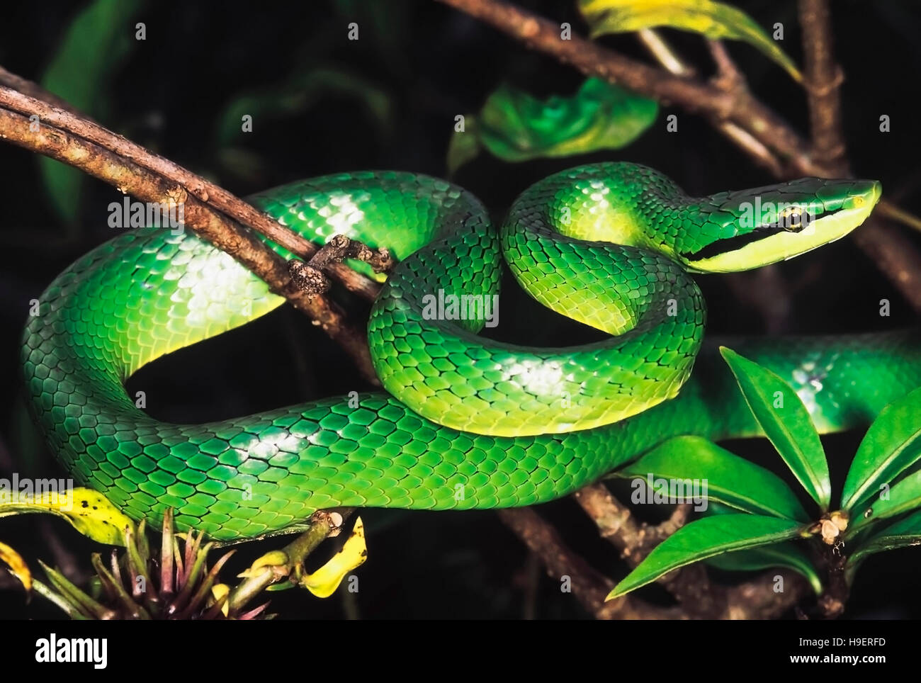 Elaphe Frenata. Green Tree Racer. Rare, Non venomous. Arunachal Pradesh, India. Stock Photo