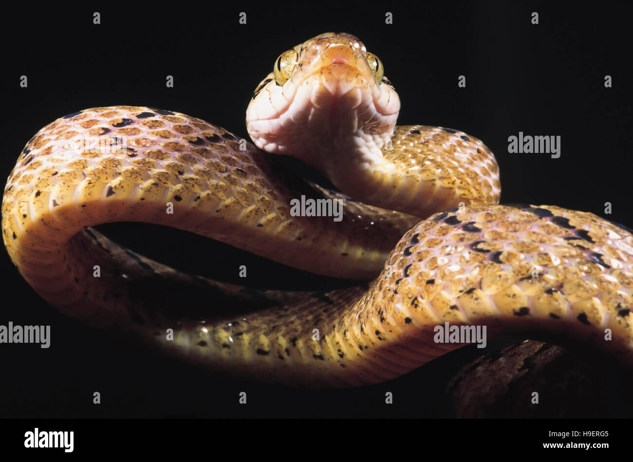 Boiga Beddomei. Beddome's Cat snake. Non venomous. Maharashtra, India. Stock Photo