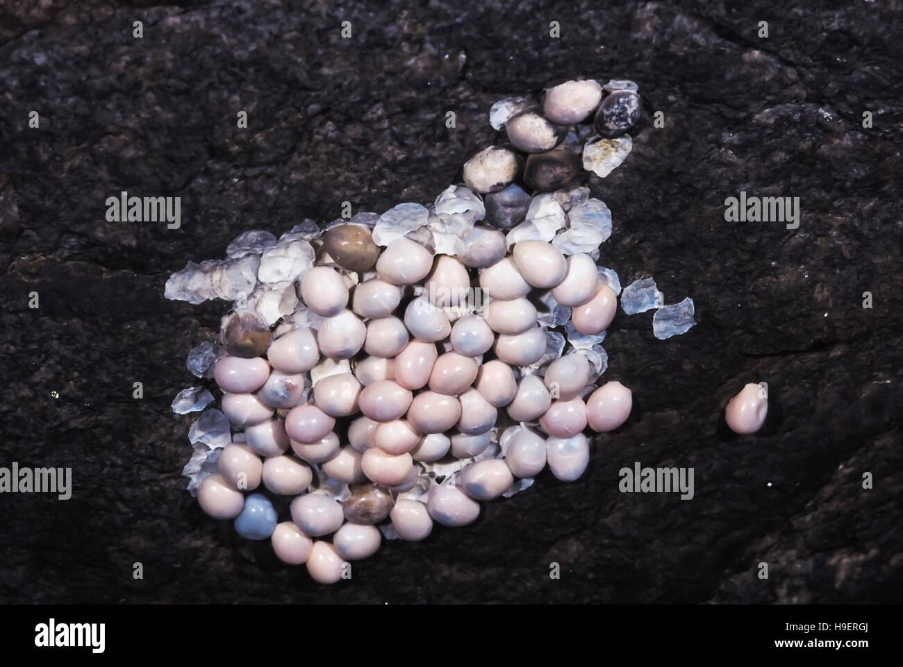 Calodactylodes Aureus. GOLDEN GECKO. Endangered species. India. RARE. Eggs at the communal nesting site. Stock Photo
