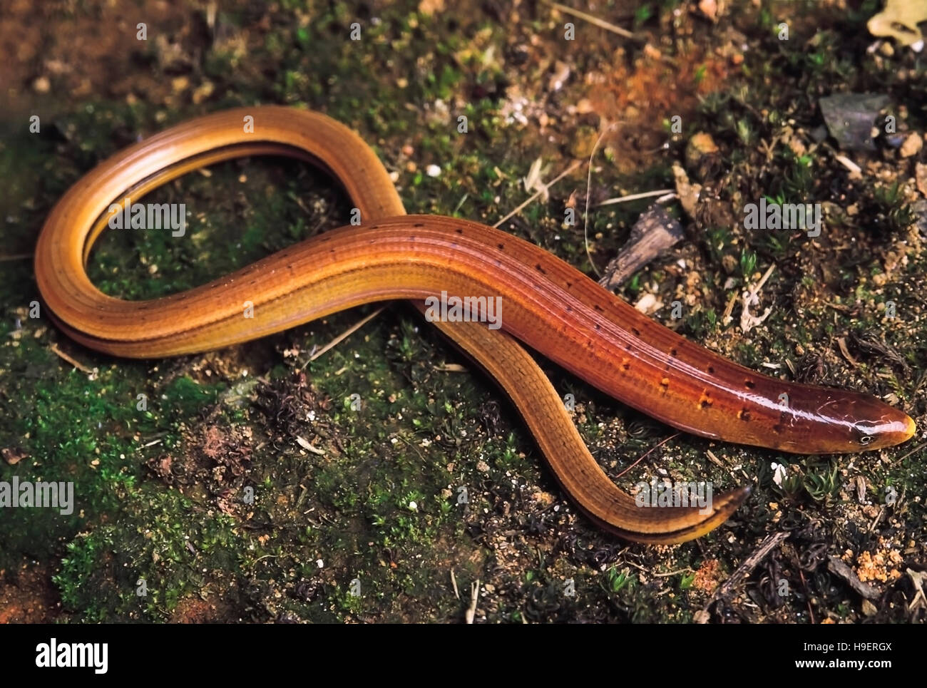 BURMESE GLASS LIZARD OR ASIAN GLASS LIZARDOphisaurus Gracilis. Legless
