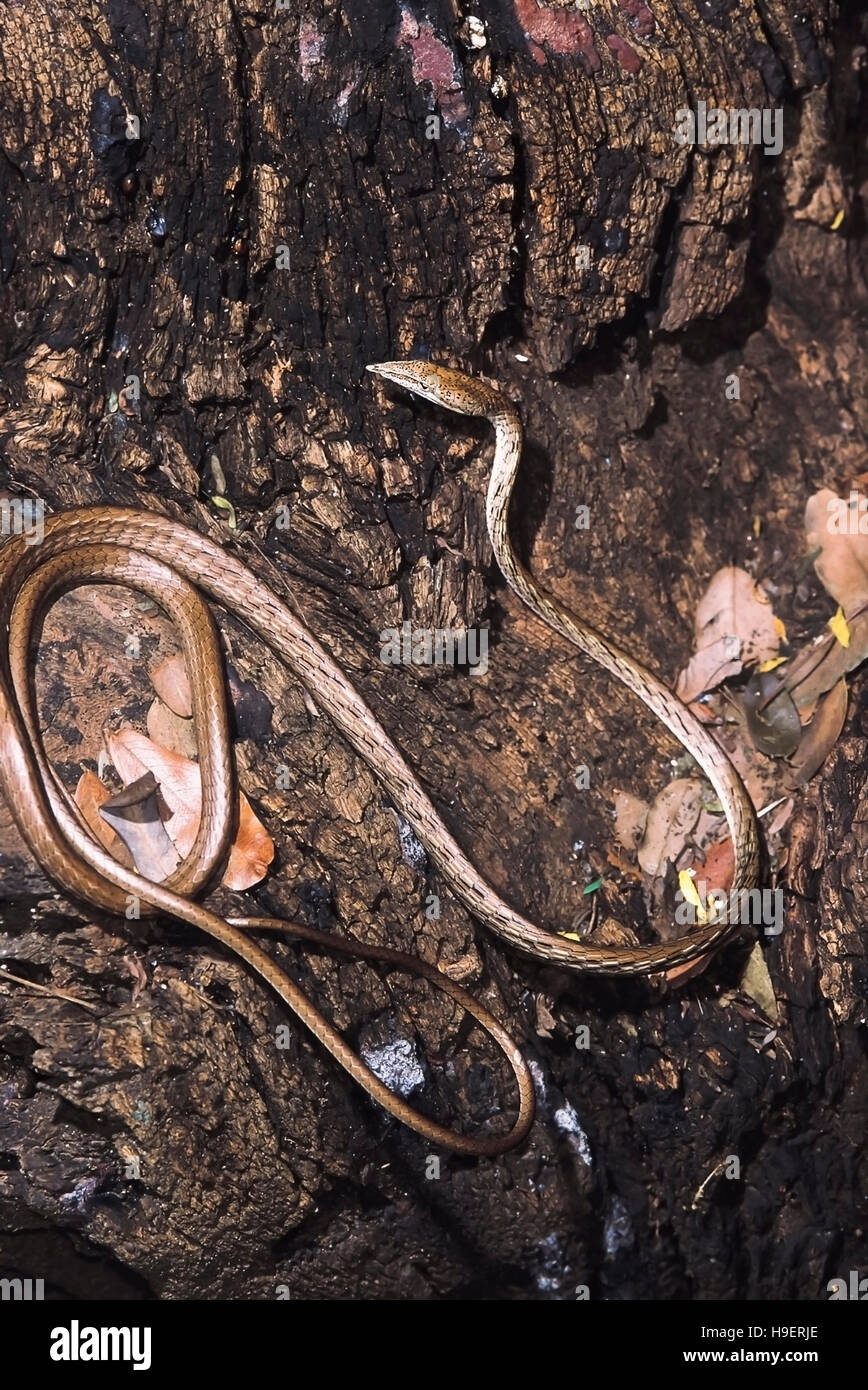 Ahaetulla nasutus. Variety: Isabellinus.Vine snake. Non venomous. Maharashtra, India. Stock Photo