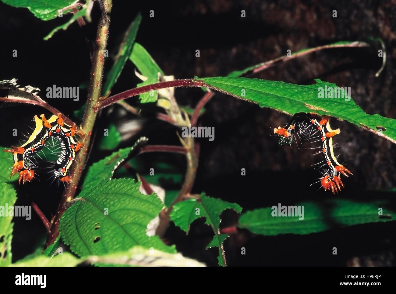 Caterpillars Koyna, Maharashtra, India Stock Photo - Alamy