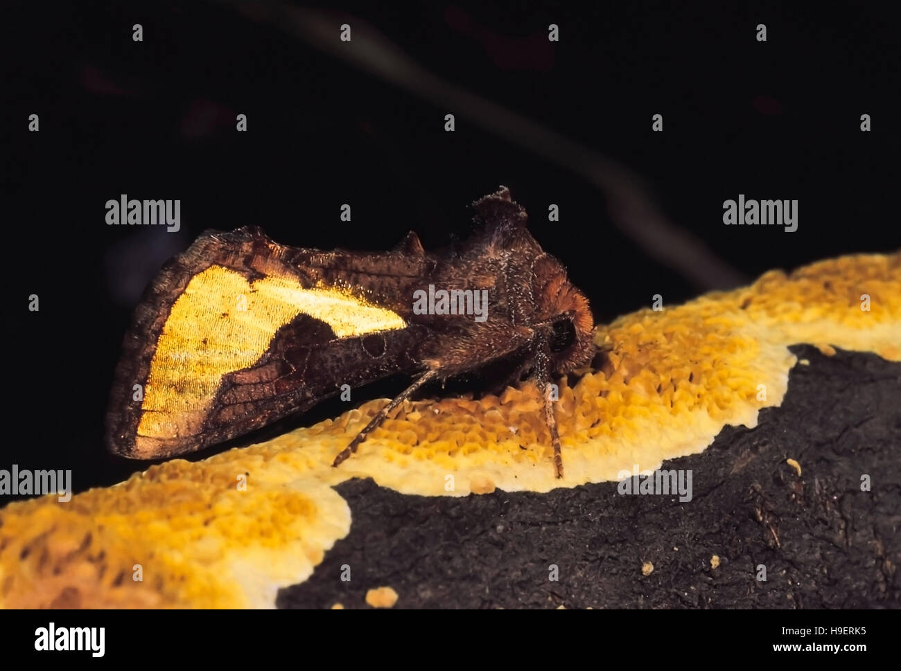 Dark brown moth hires stock photography and images Alamy