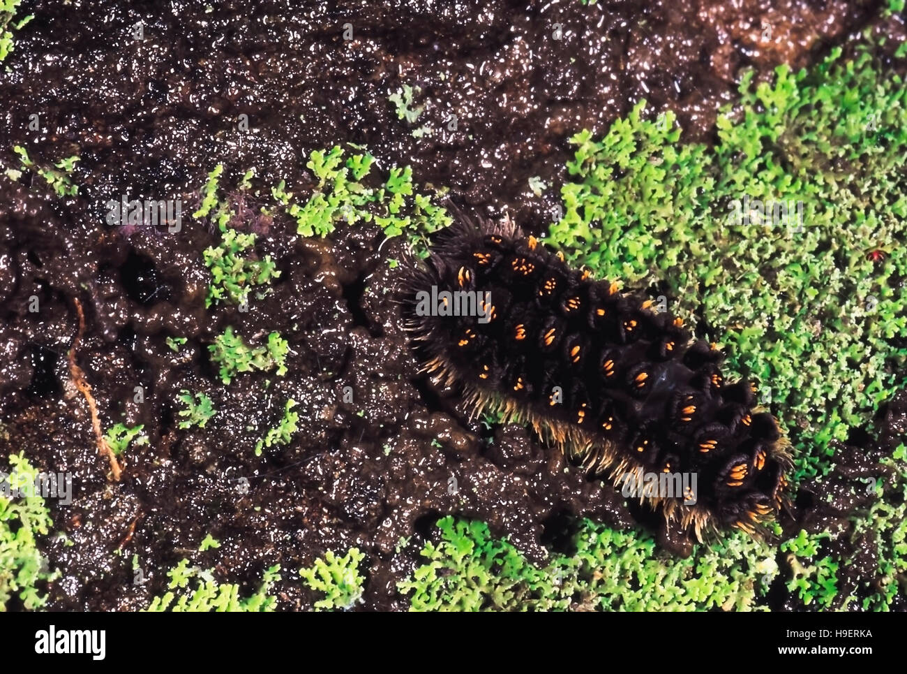 Caterpillars india hires stock photography and images Alamy