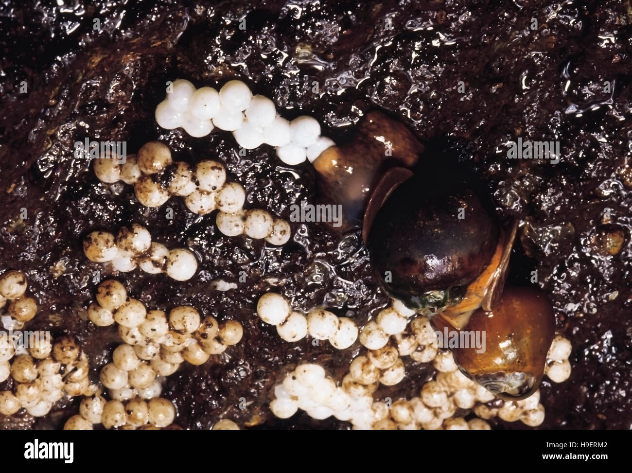 Snails laying eggs. Ghoshalkhamb, Maharashtra, India. Stock Photo