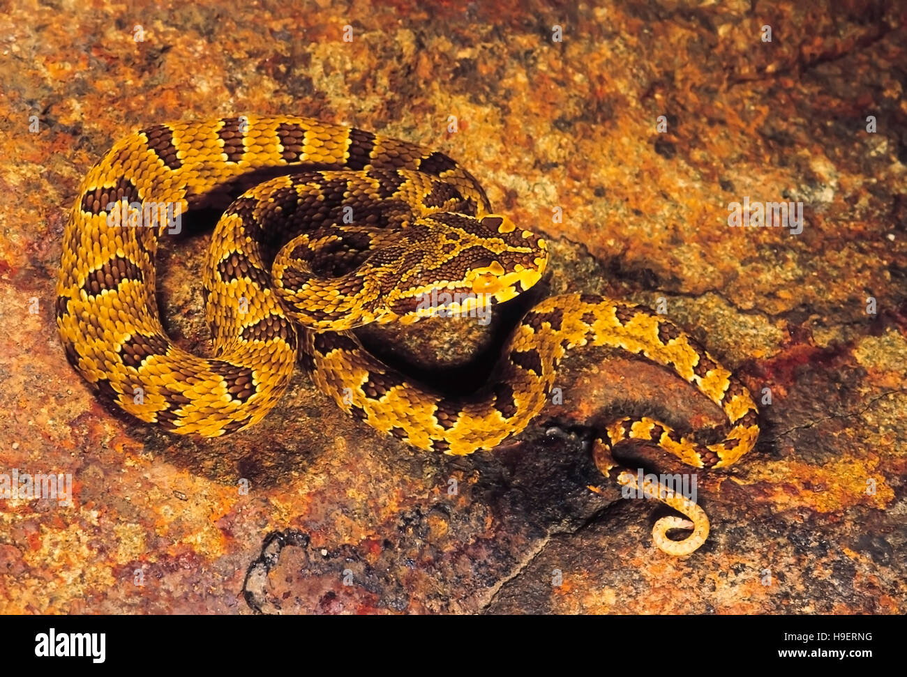 Jerdon's Pit Viper. Protobothrops Jerdoni. Venomous. Rarely available. Arunachal Pradesh, India. Stock Photo