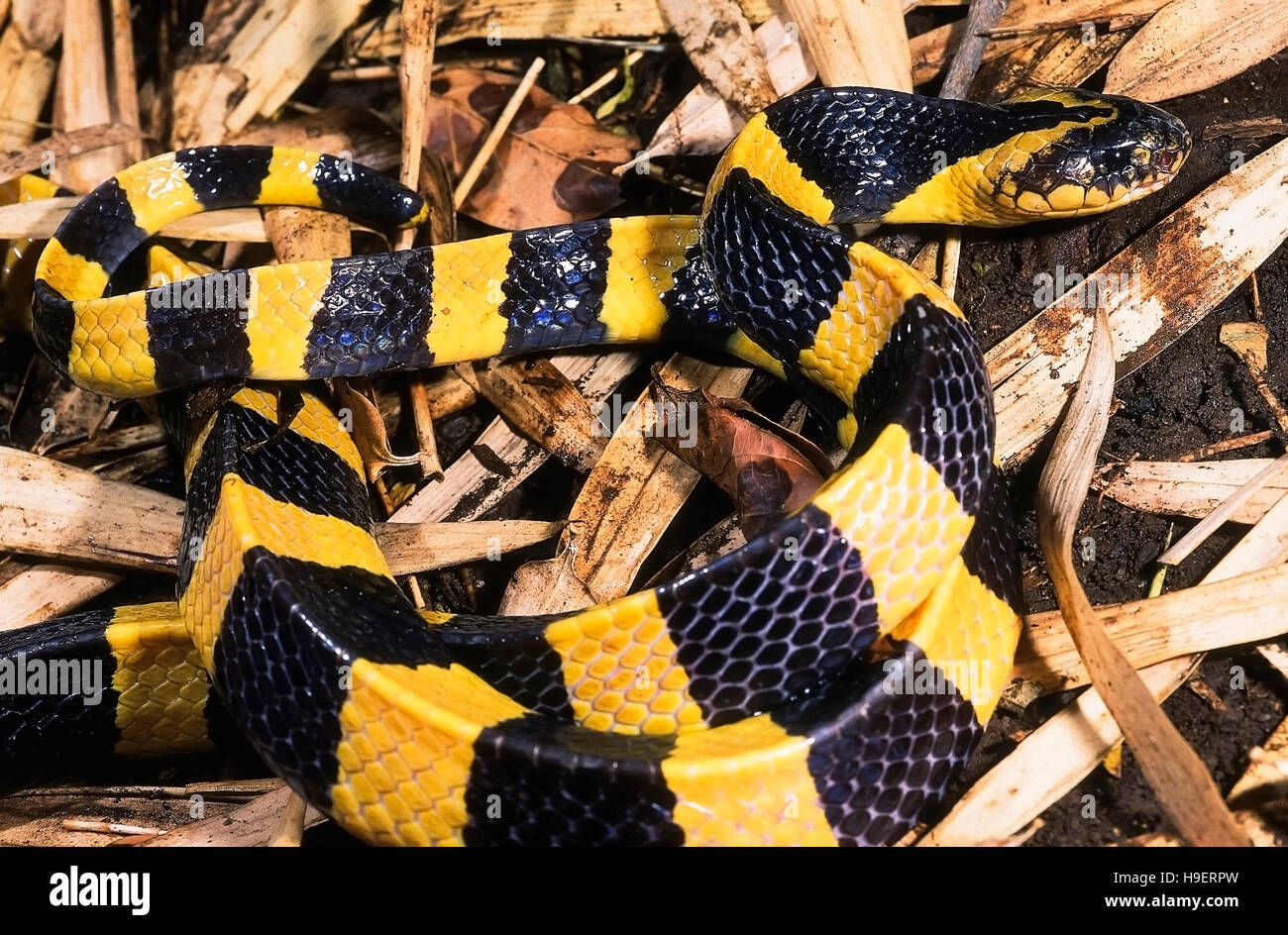 Bungarus fasciatus BANDED KRAIT. Venomous. DETAIL - HEAD & TAIL. Photograph of an individual from Orissa, INDIA. Stock Photo