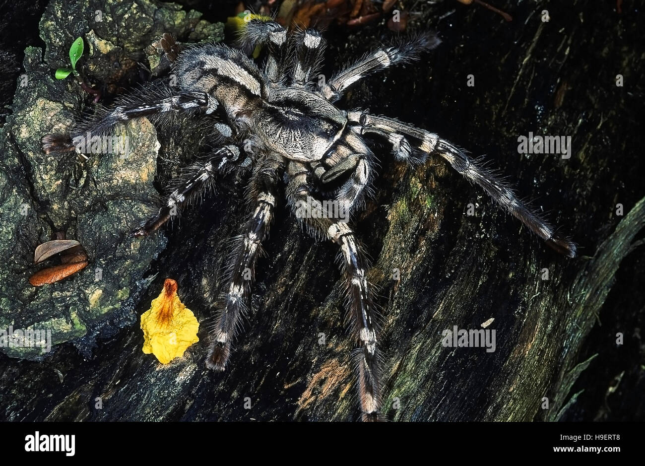 Poecilotheria regalis YELLOW-THIGHED SPIDER. HORIZONTAL. This mygalopmorph spider is often called a tarantula, bird spider or cat spider. T Stock Photo