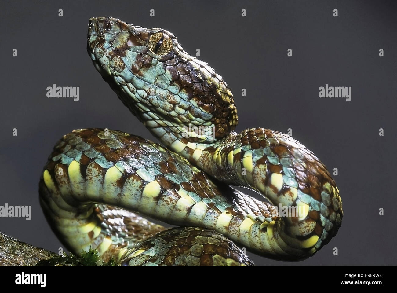 Trimeresurus malabaricus MALABAR PIT VIPER. Venomous. Fore body of predominantly brown individual. Note ventral scale coloration, eye with vertical pu Stock Photo