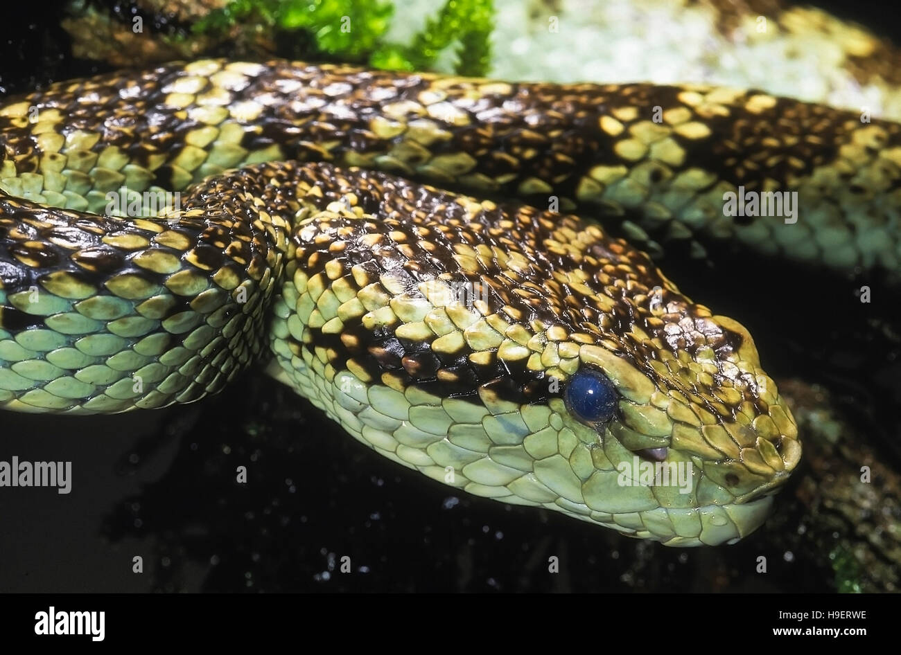 Trimeresurus malabaricus MALABAR PIT VIPER. Venomous. Lateral aspect - head of predominantly jade green individual. Photographed in Amboli, Maharashtr Stock Photo