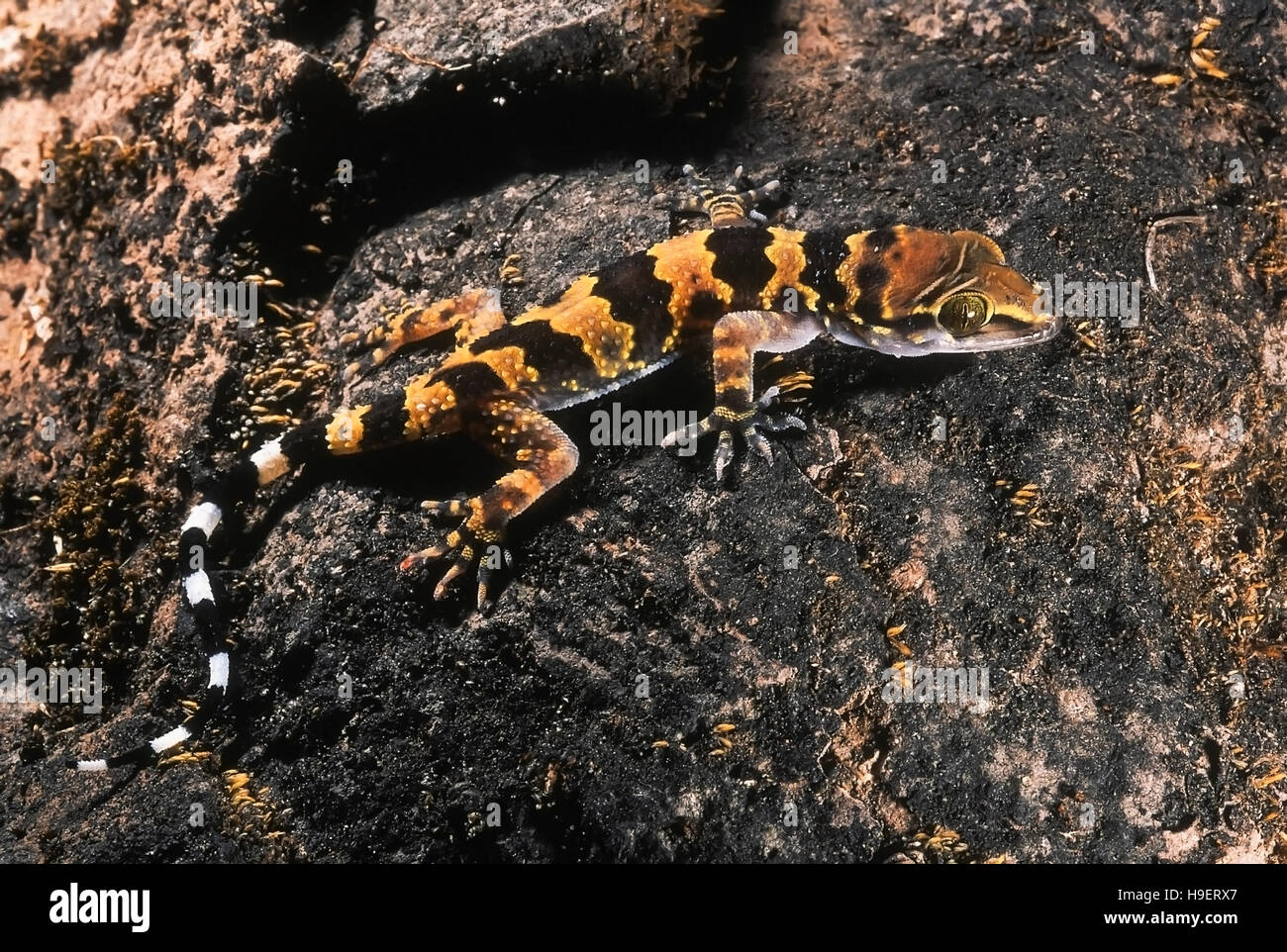 Hemidactylus maculatus BANDED ROCK GECKO. JUVENILE. Photographed on Sinhagad Fort, near Pune, Maharashtra, INDIA. Stock Photo