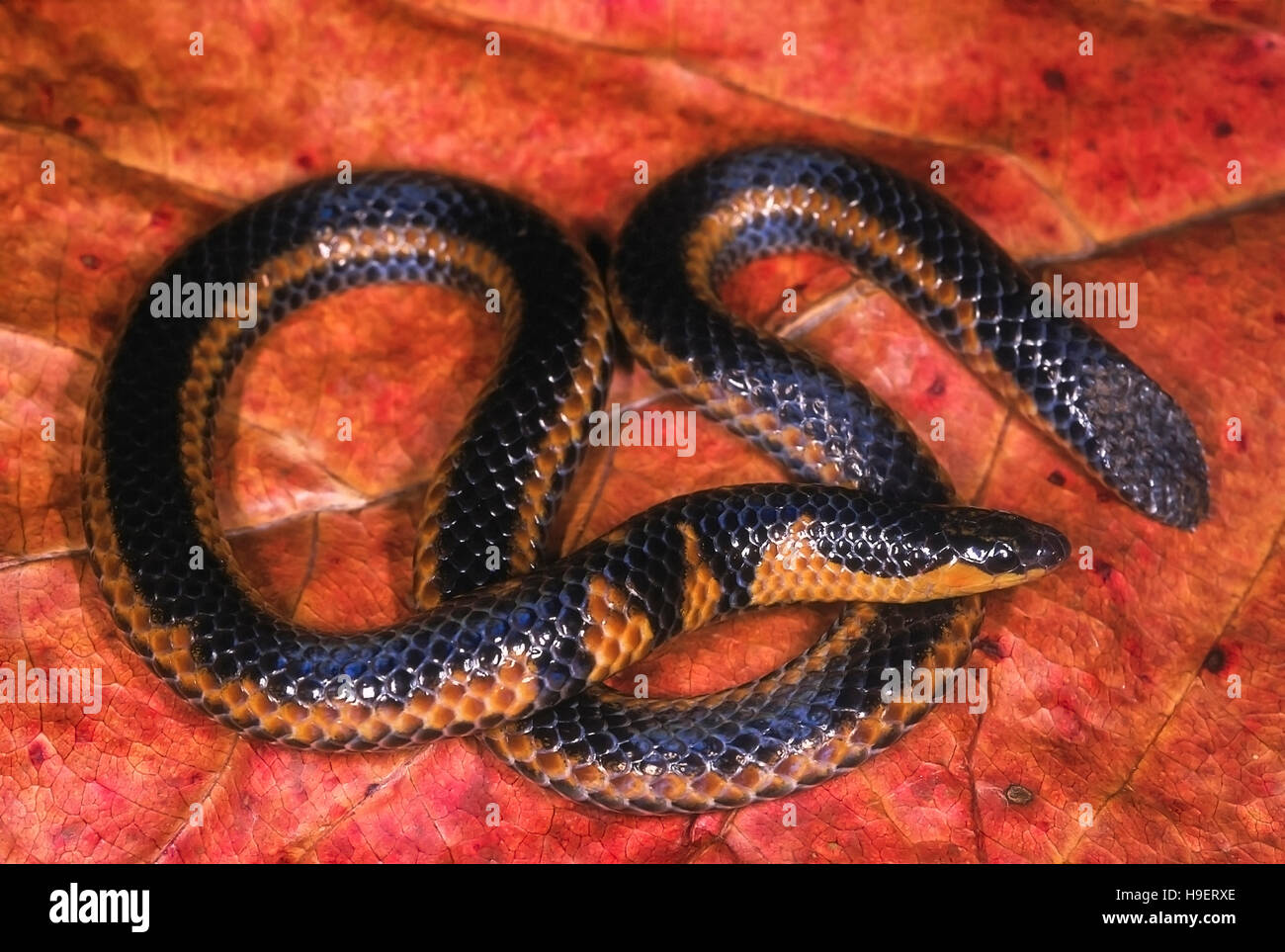 Uropeltis macrolepis mahableshwarensis MAHABLESHWAR SHIELDTAIL. Non venomous. Individual from Mahableshwar, Maharashtra, INDIA. Stock Photo