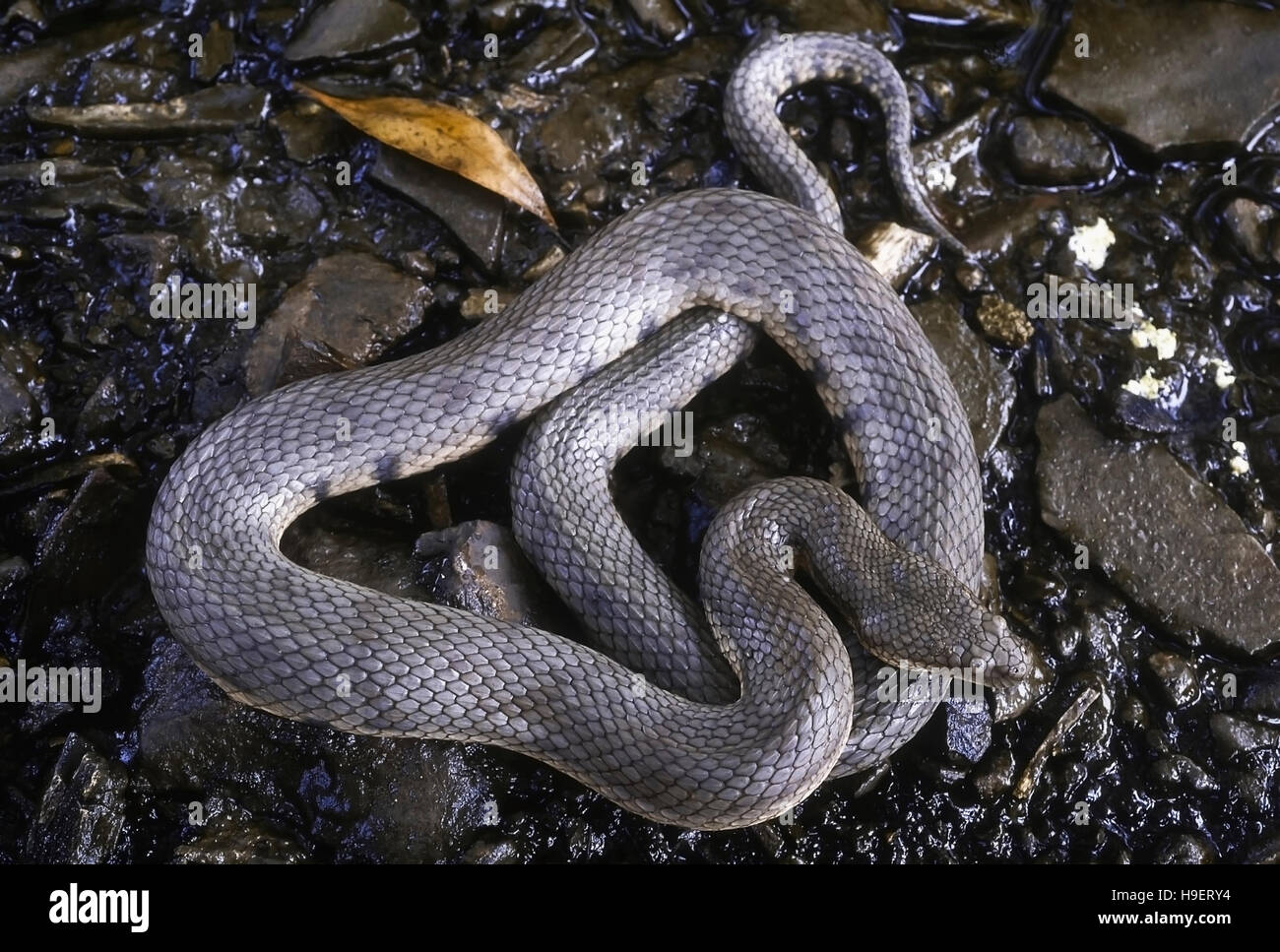 Cerberus rhynchops DOG-FACED WATER SNAKE. Shows adult about to moult. Photographed near Mumbai (Bombay) Maharashtra, INDIA. Stock Photo