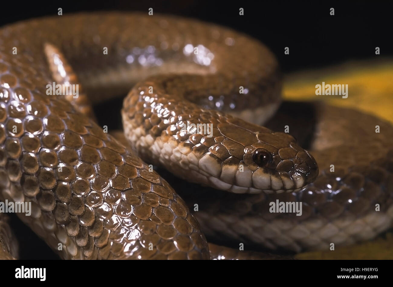 Gerarda prevostiana GLOSSY MARSH SNAKE. CLOSE UP - HEAD - BROWN FORM. UNCOMMON. Though mildly venomous, harmless to humans.Picture shows detail of hea Stock Photo