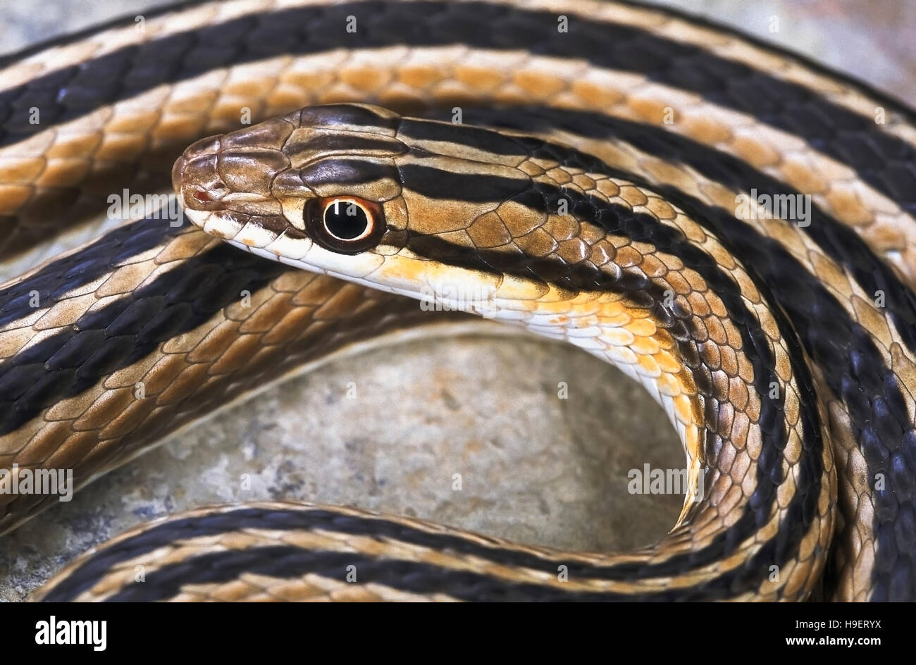 LEITH'S SAND SNAKE Psammophis leithii from Ahmedabad, Gujarat, India. Close up of head and forebody. Stock Photo