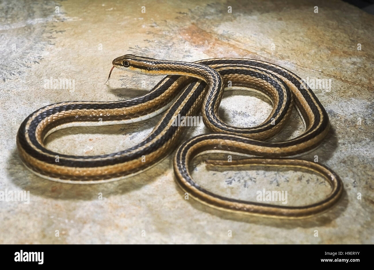 LEITH'S SAND SNAKE Psammophis leithii from Ahmedabad, Gujarat, India. Entire body; tongue visible. Stock Photo