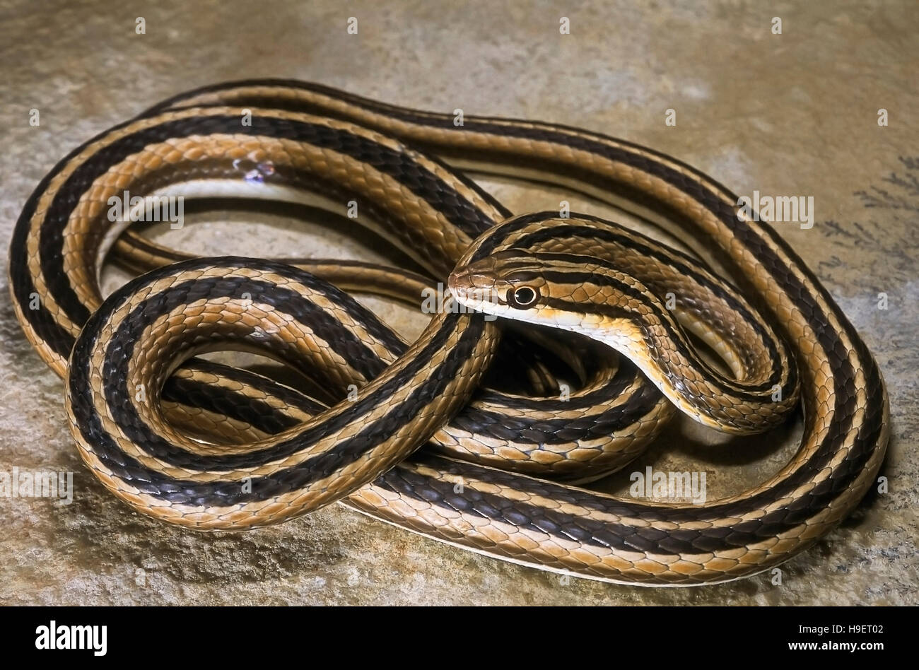 LEITH'S SAND SNAKE Psammophis leithii from Ahmedabad, Gujarat, India. Entire body - compact coils. Stock Photo