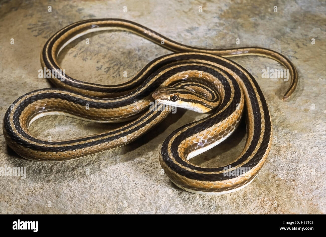 LEITH'S SAND SNAKE Psammophis leithii from Ahmedabad, Gujarat, India. Entire body - coiled. Stock Photo