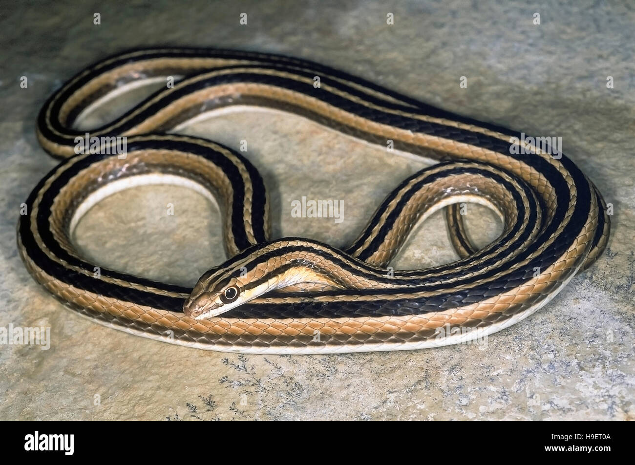 LEITH'S SAND SNAKE Psammophis leithii from Ahmedabad, Gujarat, India. Entire body - coiled, head in front. Stock Photo