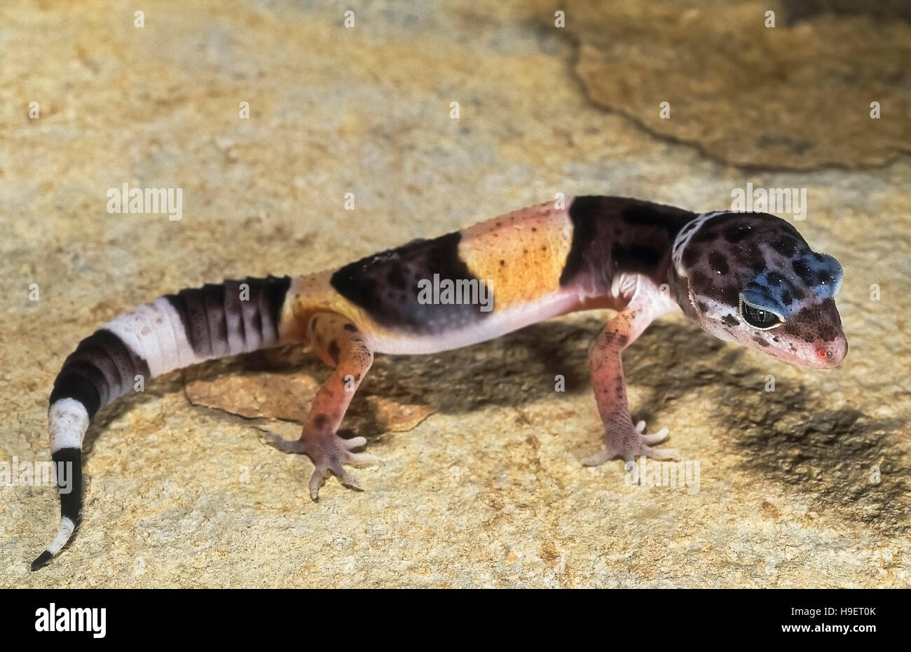 WESTERN INDIAN LEOPARD GECKO Eublepharis fuscus JUVENILE from near Jejuri, Maharashtra, India. Inhabits dry scrub and rocky areas. Feeds on insects Stock Photo