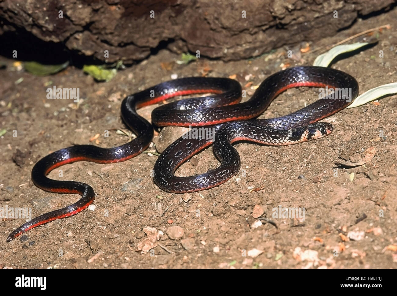Calliophis nigrescens hires stock photography and images Alamy
