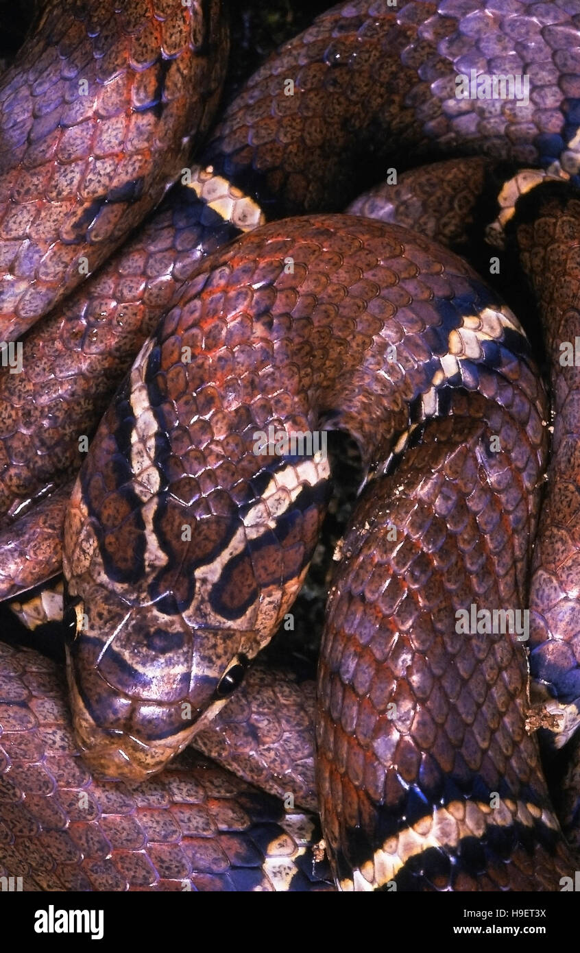 LADDER-BACKED KUKRI SNAKE Oligodon albocinctus. Adult from Changlang district, Arunachal Pradesh, India. Stock Photo