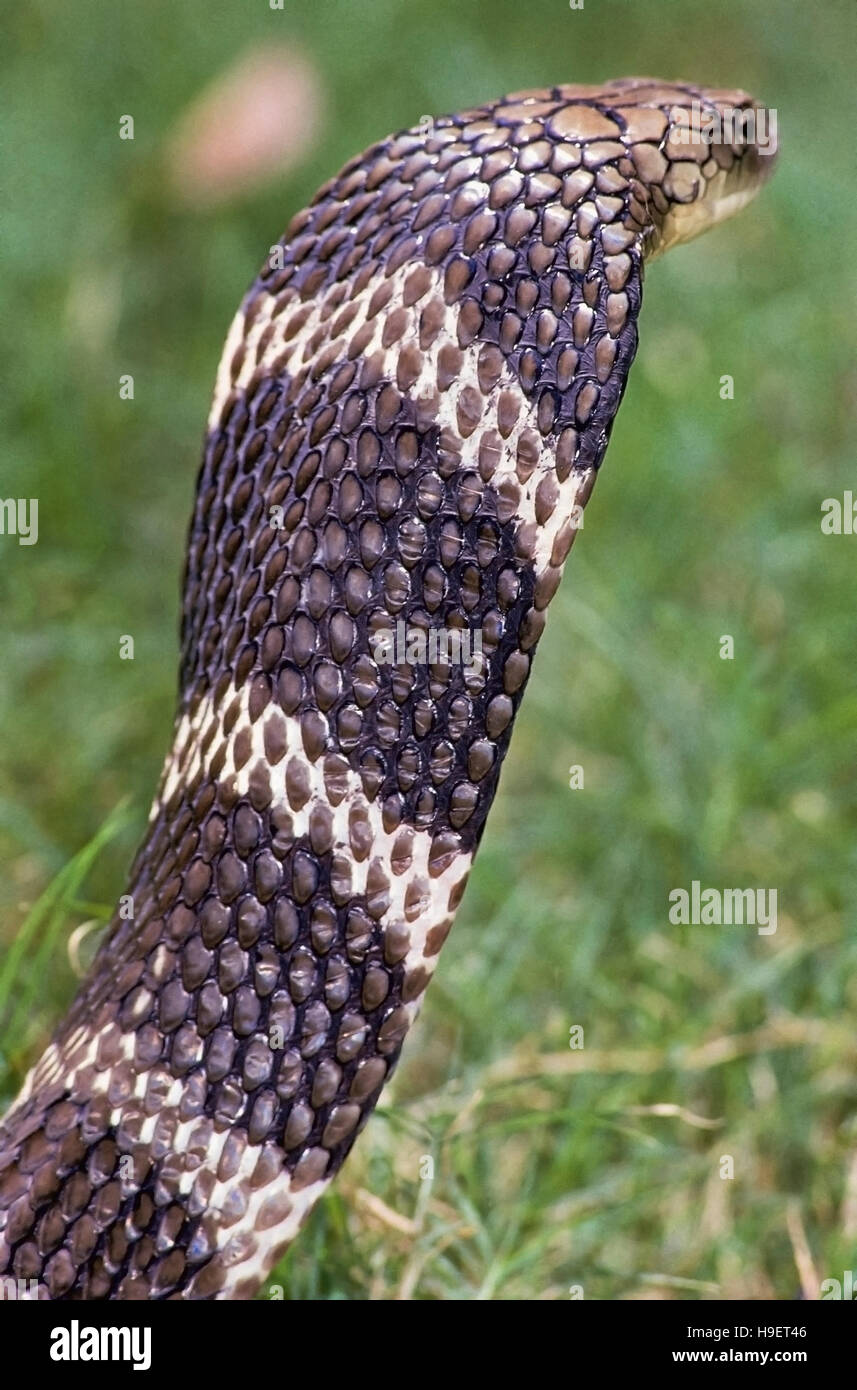 King Cobra Hood Markings In Sri Lanka Stock Photo