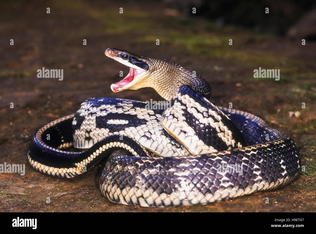 STRIPED TRINKET Elaphe taeniura. Adult from Changlang district, Arunachal Pradesh, India. Stock Photo