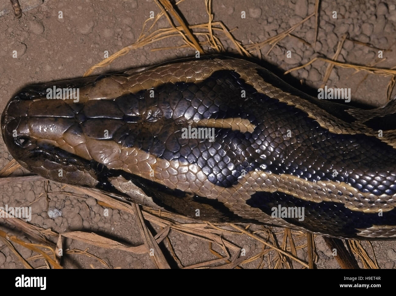 BURMESE PYTHON Python molurus bivittatus. Head. Adult from Changlang district, Arunachal Pradesh. Stock Photo